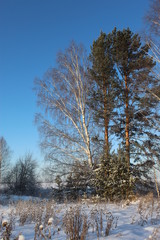 Graphics of branches against the background of the winter sky