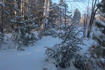 The little Christmas tree is cold in winter