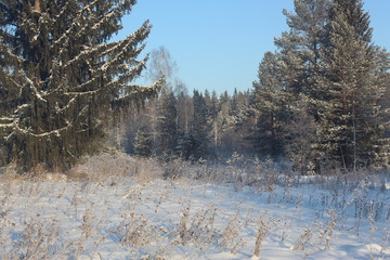 Snowy decoration of the Ural forest
