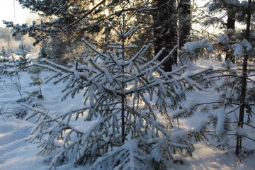 The little Christmas tree is cold in winter