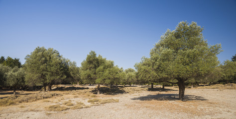 Olive plantation in sun day. Old obsolete olive trees. European olive (Olea europaea) plantation of...