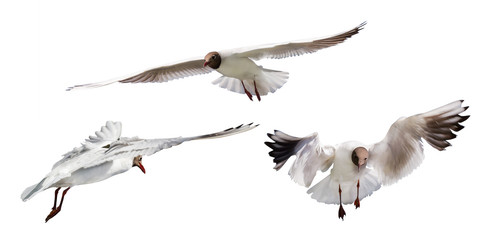 isolated three gliding small black-headed gull