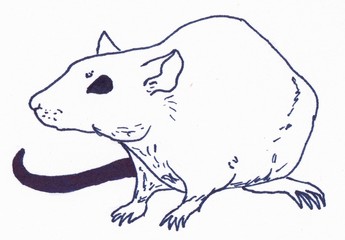 The rat is sitting. Linear illustration on a white background.