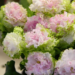 Beautiful Saintpaulia or Uzumbar violet. Indoor flowers. Natural floral background.