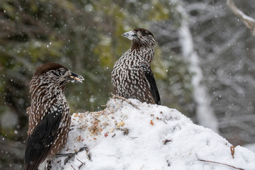 Close-up portrait of beautiful Spotted Nutcracker (Nucifraga caryocatactes)