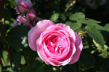 pink rose in garden