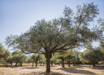 Olive plantation in sun day. Old obsolete olive trees. European olive (Olea europaea) plantation of olive trees. Rhodes, Greece