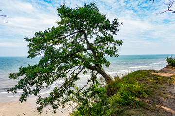 Morze Bałtyckie drzewo plaża - obrazy, fototapety, plakaty