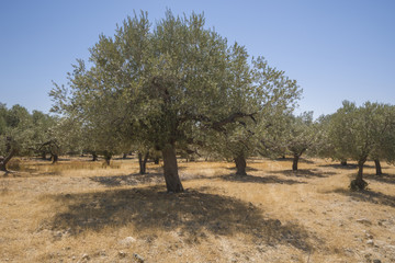 Olive plantation in sun day. Old obsolete olive trees. European olive (Olea europaea) plantation of...