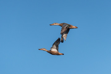 Two female northern shoveler ducks flying in the blue sky