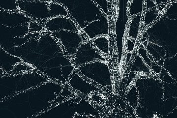 Christmas lights at Kew Gardens