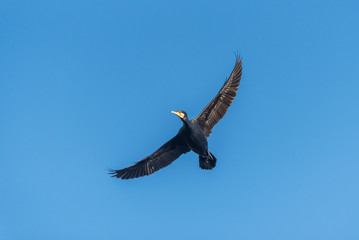  A great cormorant while flying