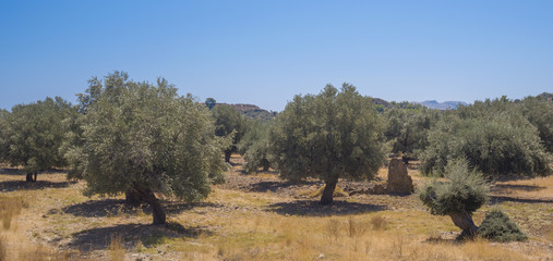 Olive plantation in sun day. Old obsolete olive trees. European olive (Olea europaea) plantation of...
