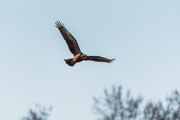 A marsh harrier (Circus aeruginosus) while flying in the sky