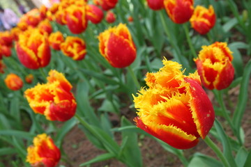 オレンジのチューリップ