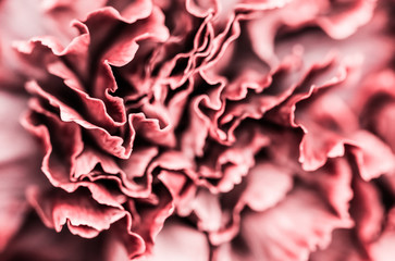 Abstract floral background, pink carnation flower. Macro flowers backdrop for holiday brand design