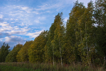 Fototapeta na wymiar Autumn landscape. Russian nature. Trees at windy day.