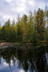Fototapeta na wymiar Beautiful autumn landscape. Scenic swamp in the forest. Reflection of trees. 