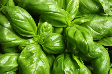 Fresh basil leaves as background, top view