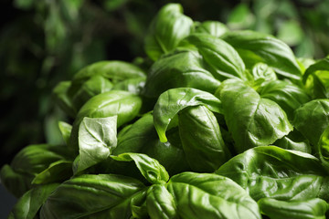 Closeup view of fresh green basil leaves