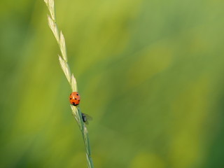 ladybird on grass