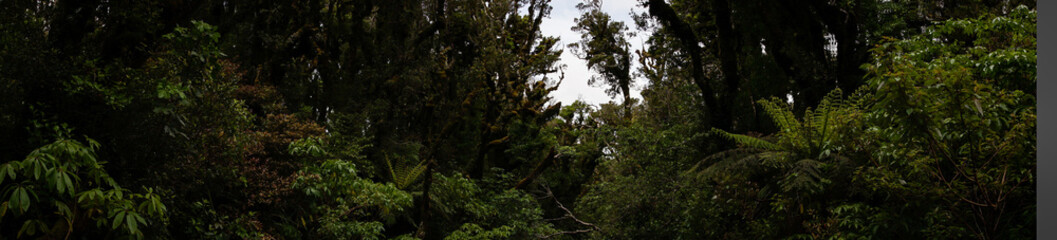 Obraz premium im Dschungel