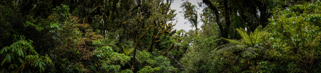 Fototapeta na wymiar Mitten im Dschungel
