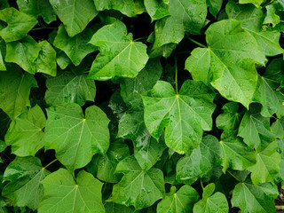 Fresh green foliage with water drops after rain. Beautiful Jatropha curcas plants in closeup