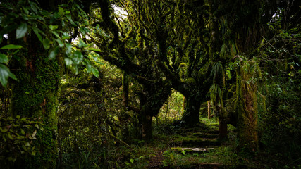 Naklejka premium Der Weg in den Märchenwald