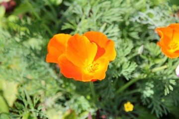 Fototapeta premium flower, nature, flowers, spring, orange, green, tulip, yellow, summer, plant, garden, beautiful, beauty, flora, macro