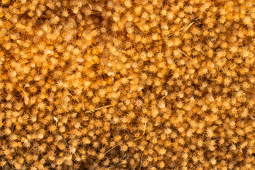 The background was a small brown flower.