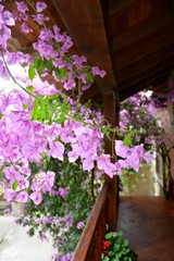 Fototapeta na wymiar purple flowers in a balcony 