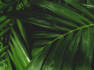 Beautiful dark green tropical leaves of areca palm plants for background and wallpaper