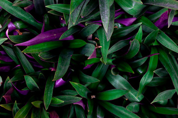 Background of small purple and green flowers
