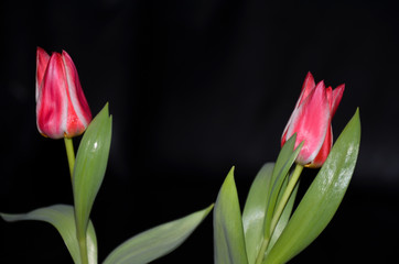 Two red tulip with black background and green leafs, sidelight