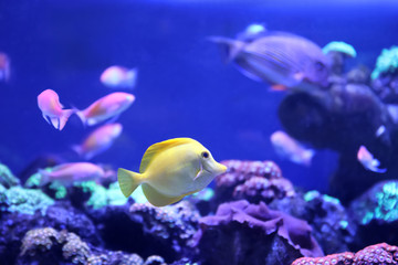 Beautiful yellow tang fish in clear aquarium water