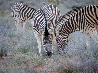 Fototapeta na wymiar Plains zebra (Equus quagga, formerly Equus burchellii) grazing. Karoo, Western Cape, South Africa.