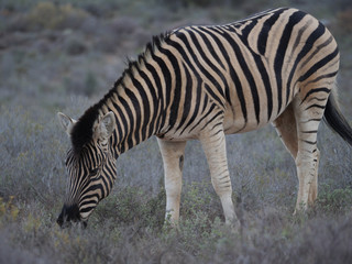 Fototapeta na wymiar Plains zebra (Equus quagga, formerly Equus burchellii) grazing. Karoo, Western Cape, South Africa.