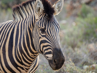 Plains zebra (Equus quagga, formerly Equus burchellii). Karoo, Western Cape, South Africa.