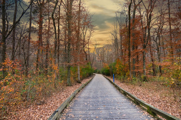 Autumn on the Greenway Through the Forest