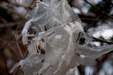 Plastic Bag in Tree Evil Looking Darth Sidious