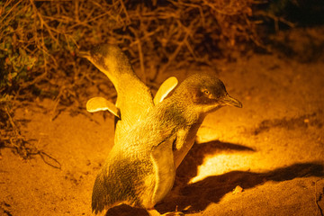 砂浜にあがってきたフェアリーペンギン