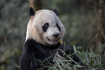 Obraz premium Panda Bear Eating Bamboo Leaves, Bifengxia Panda Reserve in Ya'an Sichuan Province, China. Panda 