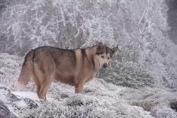 Alaskan malamute en un entorno natural nevado