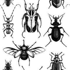 Vector background with high detailed insects sketches. Hand drawn beetles illustrations in vintage style. Entomological backdrop. Beetles seamless pattern