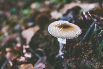 Champignon et ambiance d'automne en forêt