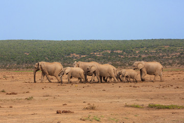 Fototapeta na wymiar African elephants in a row in South Africa