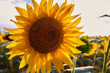 Closeup beautiful sunflower field at sunset