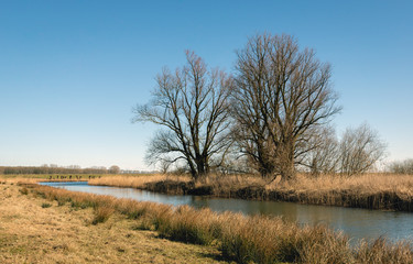 Bare branches of big trees silhouetted against the bright blue sky. It is winter and the other vegetatio is dry and brown. The photo was taken in the Dutch National Park Biesbosch, North Brabant.