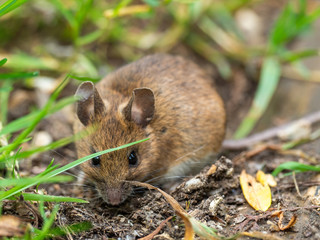 Wood Mouse or Long Tailed Field Mouse. Attenborough Reserve.